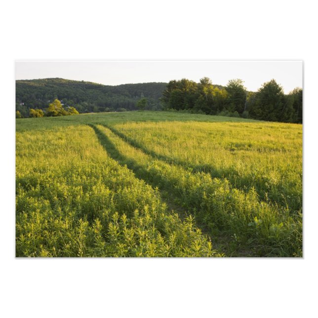 En bondväg i Sabins Pasture i Montpelier, Fototryck (Framsidan)