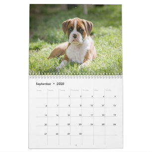 En boxarehund liv - gulliga boxarevalpar kalender