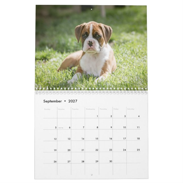 En boxarehund liv - gulliga boxarevalpar kalender (Sep 2027)