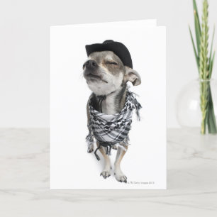 En bred vinkel av Chihuahua med öga stängt Kort
