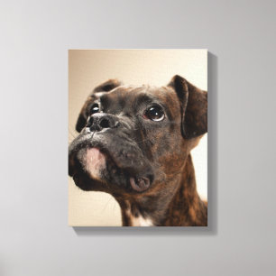 En Brindle boxarevalp som tittar upp curiously. Canvastryck