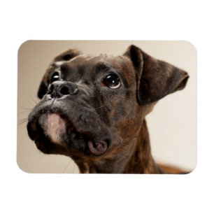 En Brindle boxarevalp som tittar upp curiously. Magnet
