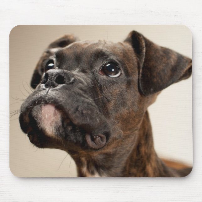 En Brindle boxarevalp som tittar upp curiously. Musmatta (Framsidan)