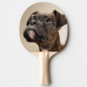 En Brindle boxarevalp som tittar upp curiously. Pingisracket