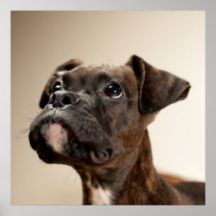 En Brindle boxarevalp som tittar upp curiously. Poster