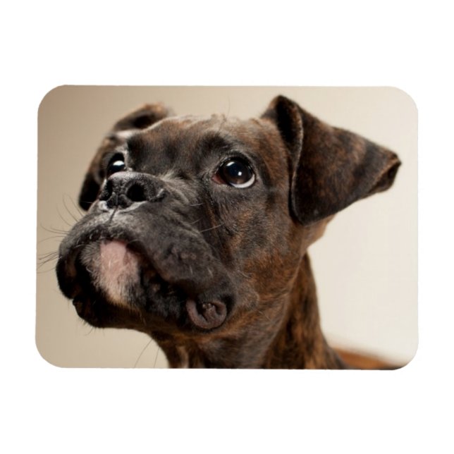 En Brindle Boxer-valp tittar upp konstigt. Magnet (Horisontell)