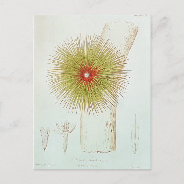 En Bromelia som påträffas i Andes Vykort (Framsida)
