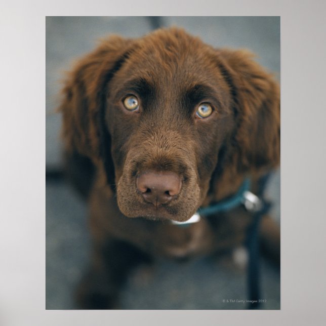 En brun hund. poster (Framsidan)