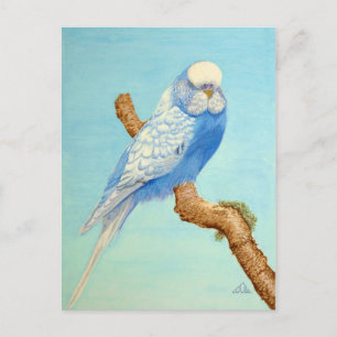 En Budgie gick på gren Vykort