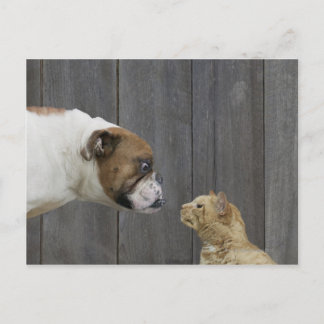 En Bulldog och en katt är ansikte till ansikte i e Vykort