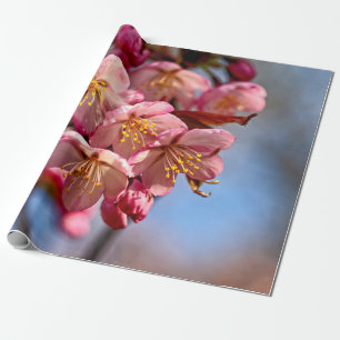 En bunch av Blommar av sötsaksSakura-körsbär Presentpapper