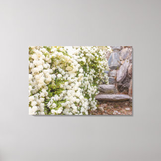 En buske av vit spirea blomma på Canvas Print