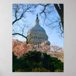 En Capital Cherry-Blommar Poster