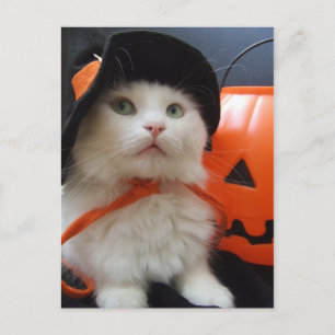 En Cats Halloween Vykort