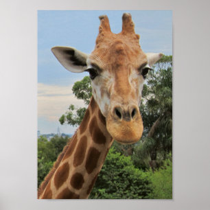 En charmig giraff poster