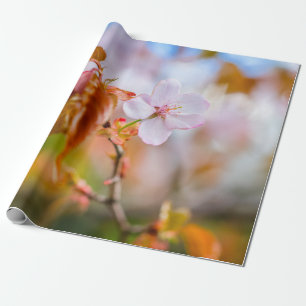 En charming Sakura blommar på en twig i Vår Presentpapper