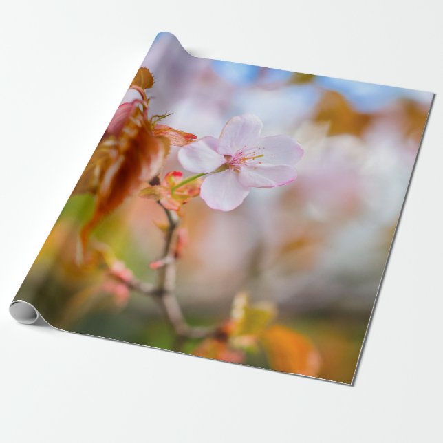 En charming Sakura blommar på en twig i Vår Presentpapper (Utrullad)