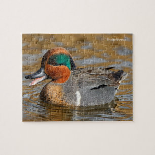 En Chatty Grönt Winged Teal Anka vid dammen Pussel