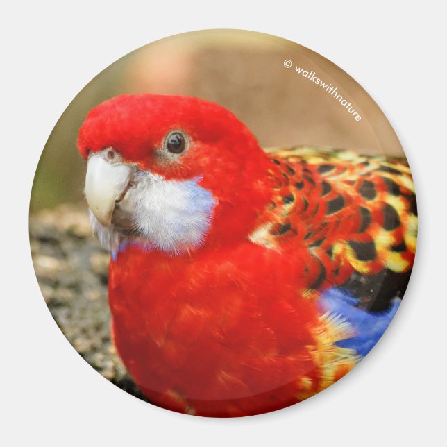 En Cheeky Östra Rosella på Hål Magnet (Framsidan)