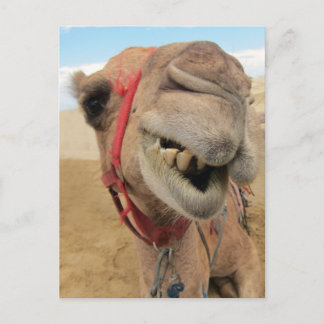 En Cheerful Camel Vykort