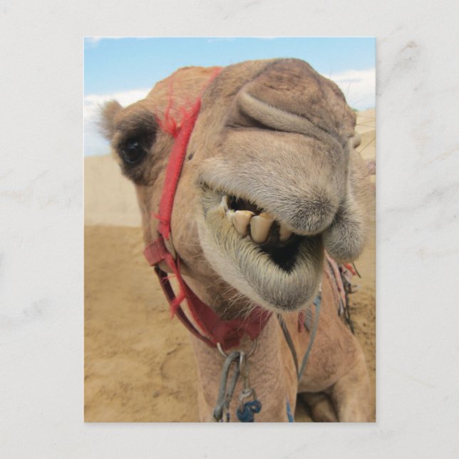 En Cheerful Camel Vykort (Framsida)