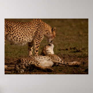 En Cheetahs kyss Poster