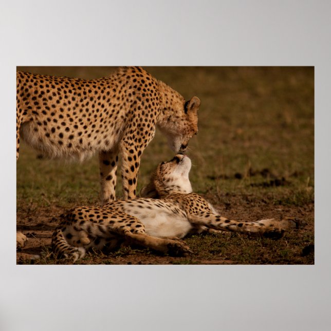En Cheetahs kyss Poster (Framsidan)