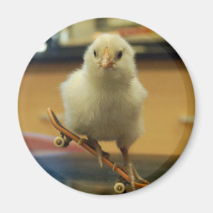 En chick på den skateboard dekorerade magneten magnet