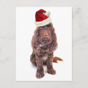 En chokladfärgad engelsk cocker-spaniel vykort
