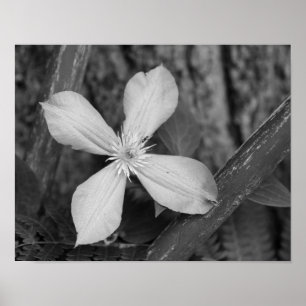 En Clematis blommar svart och vit Poster