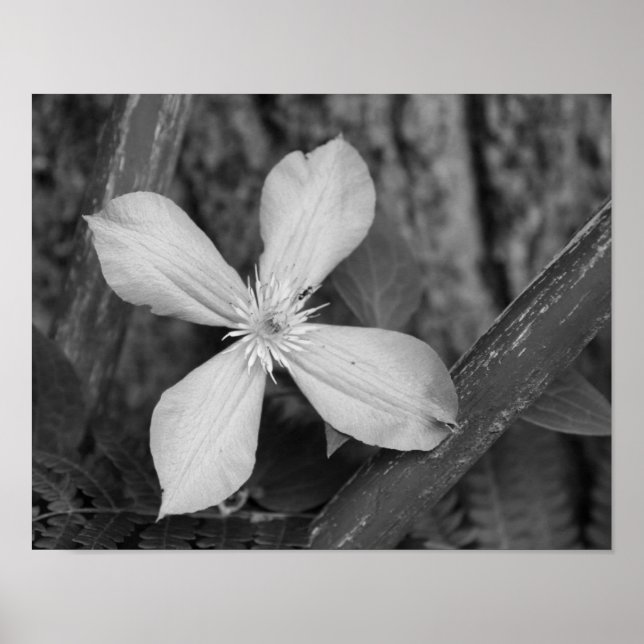 En Clematis blommar svart och vit Poster (Framsidan)