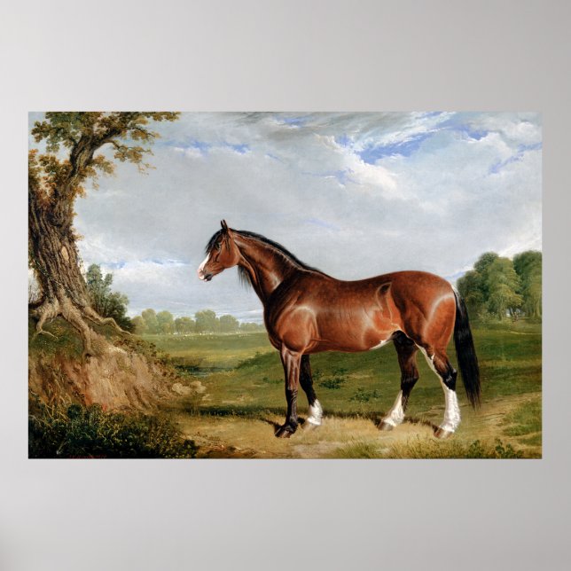 En Clydesdale-hingst Poster (Framsidan)