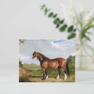En Clydesdale-hingst Vykort