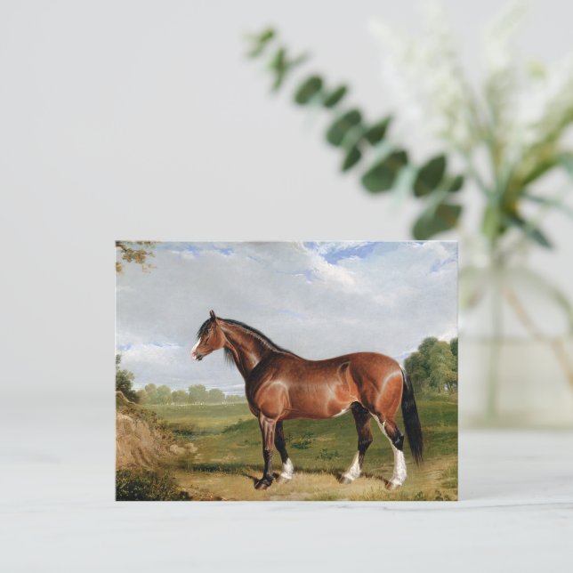 En Clydesdale-hingst Vykort (Stående Fram)