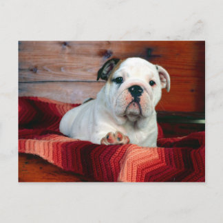 En Comfy enhet, bulldoggvalp Vykort