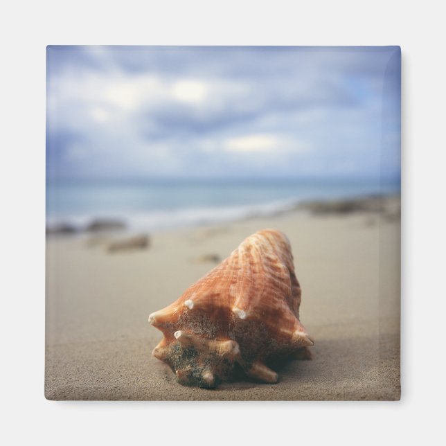 En Conch-Snäcka på bålen | Saint Croix, Usvi Magnet (Framsidan)
