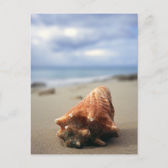 En Conch-Snäcka på bålen | Saint Croix, Usvi Vykort (Framsida)