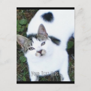 En Coola Cat (flicka) Vykort