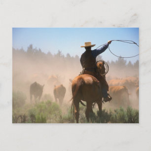 En cowboy som arbetar med hjorden på en boskap vykort