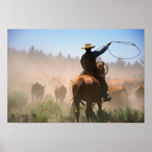 En cowboy som jobbar på boskap poster