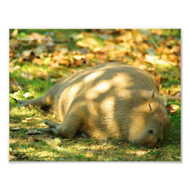 En Cute Capybara Dreams i Sommaren Sol Fototryck (Framsidan)