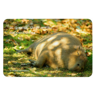 En Cute Capybara Dreams i sommaren Sol Magnet