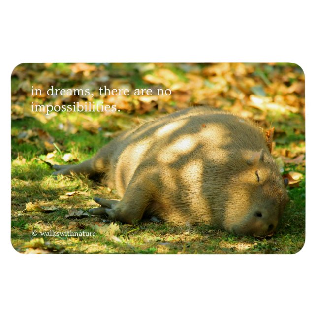En Cute Capybara Dreams i sommaren Sol Magnet (Horisontell)