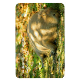 En Cute Capybara Dreams i sommaren Sol Magnet