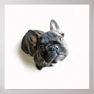 En Cute Fransk Bulldog Puppy Poster