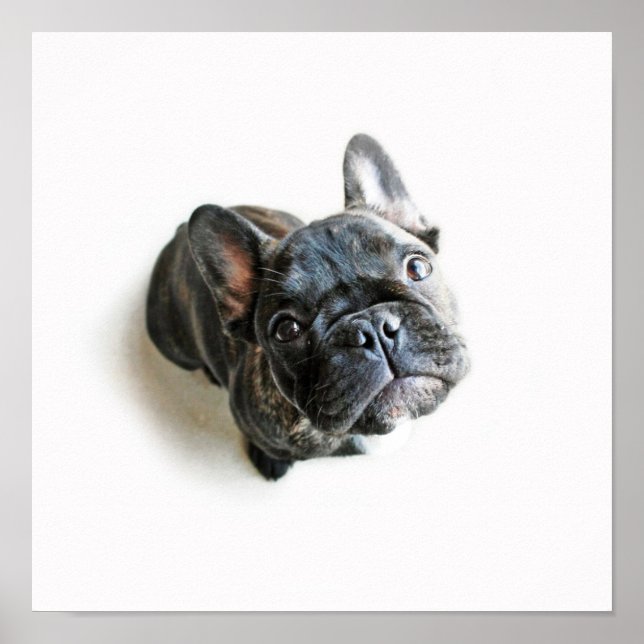 En Cute Fransk Bulldog Puppy Poster (Framsidan)