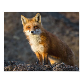 En Cute Little Fox Fototryck