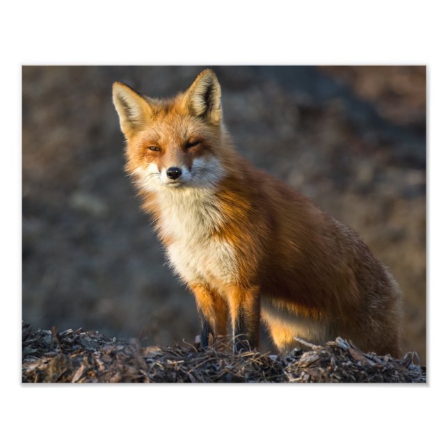 En Cute Little Fox Fototryck (Framsidan)
