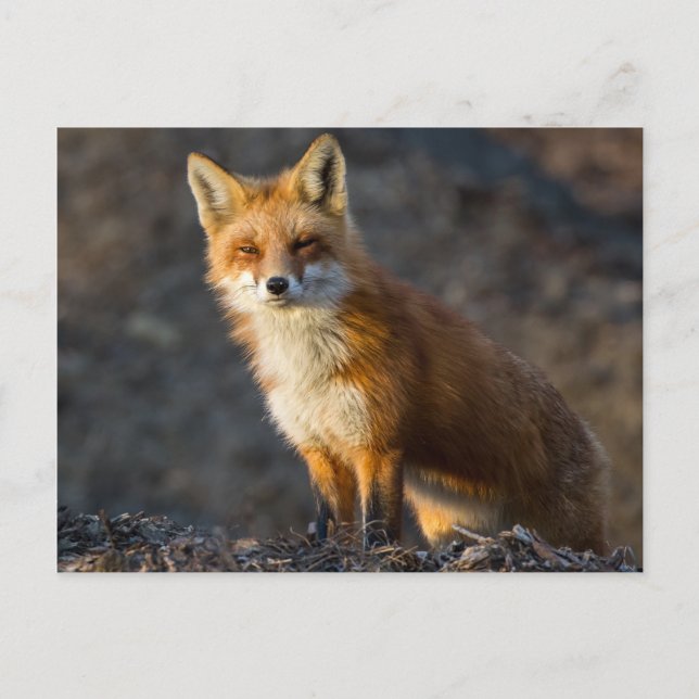 En Cute Little Fox Vykort (Framsida)