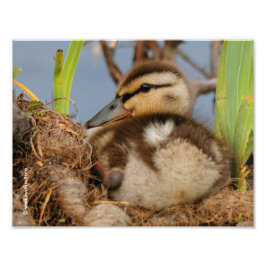 En Cute och Precocious Mallard Duckling Fototryck
